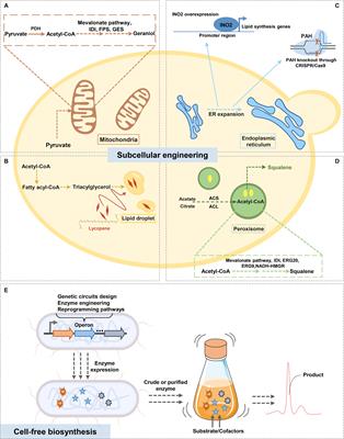 Production of Terpenoids by Synthetic Biology Approaches